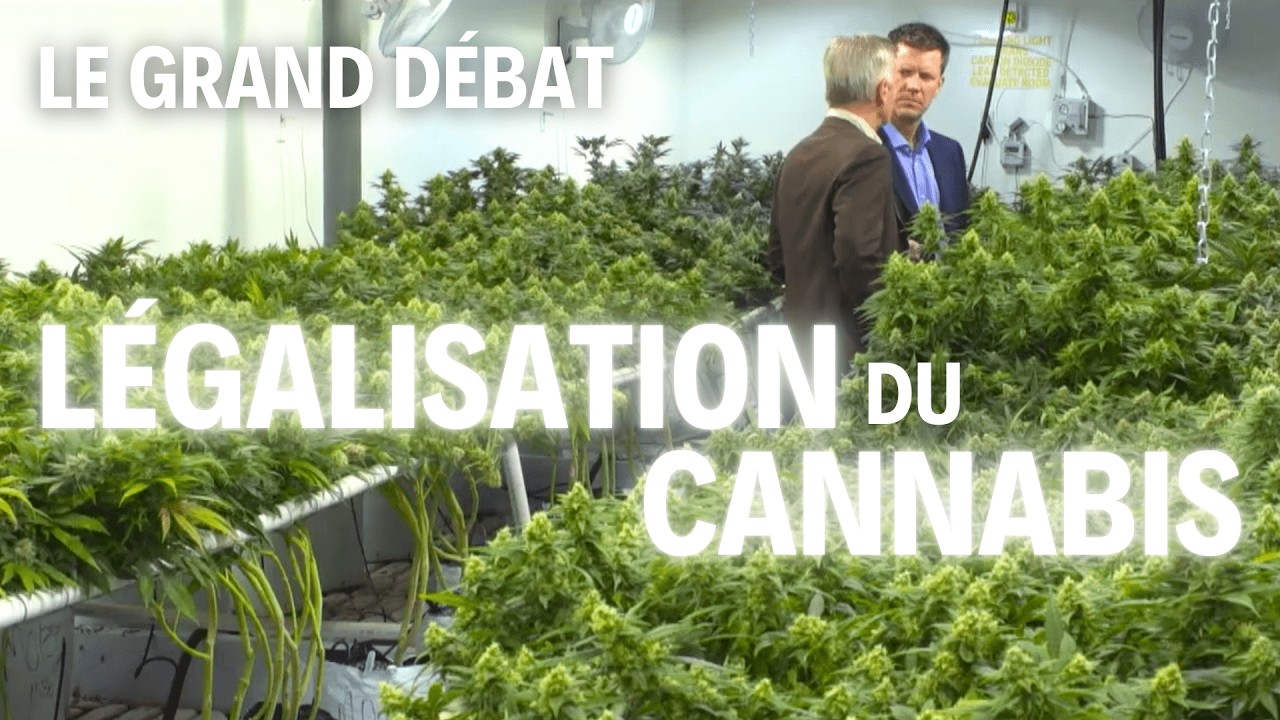 La plante qui divise la France : business, santé, et zones de non-droit