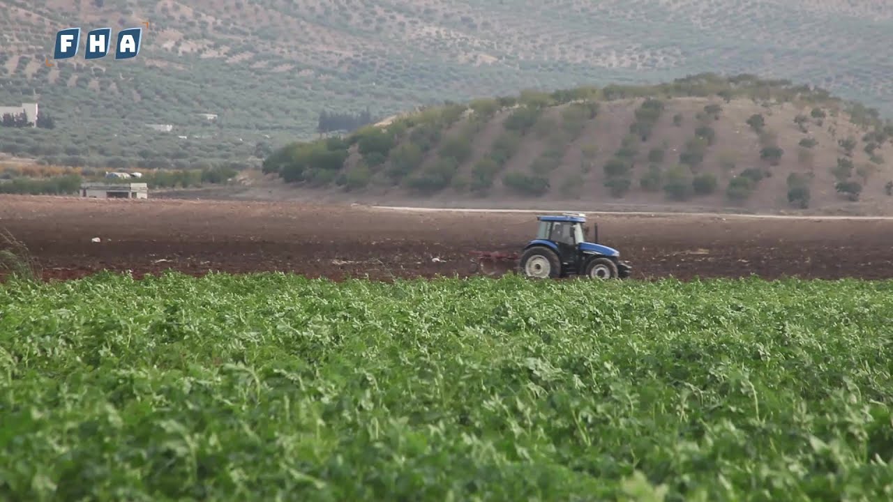 عدسة الفرات تسلط الضوء على واقع زراعة البطاطا في ريف إدلب ويتم زراعتها بنظام حقبتين في العام