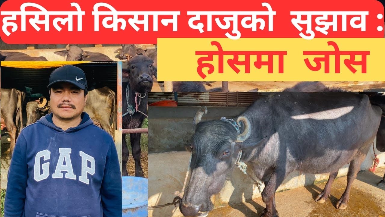 हसिलो  किसान  दाजुको सुझावसुझाव:होसमा जोस |