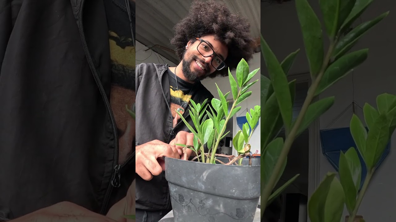Planta e Raiz - Selva de concreto 