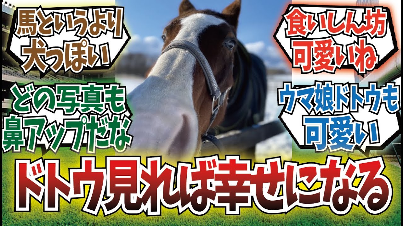 「なぜドトウは癒されるのか」に対するみんなの反応集