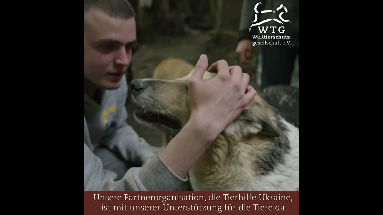 Evakuierung von der Front: Hilfe für die Tiere in der Ukraine