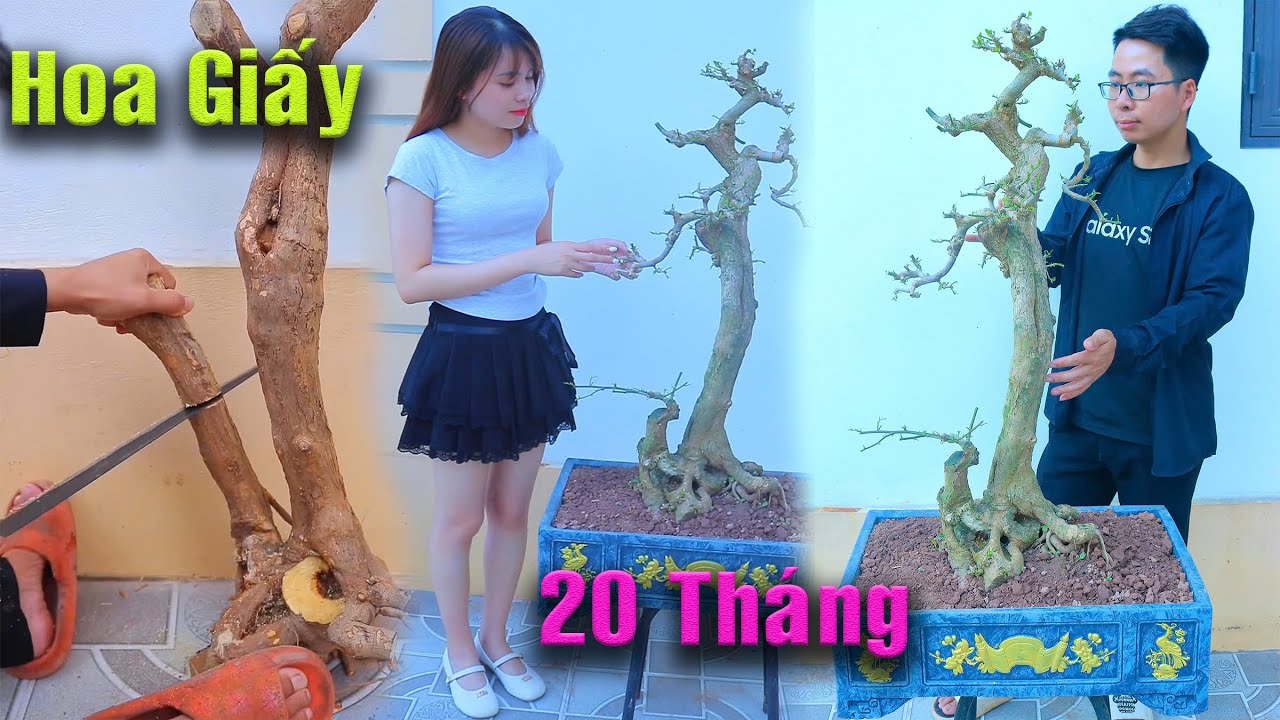 Bỏ 200k mua khúc Củi sau gần 2 năm có cây Hoa Giấy Mẫu Tử đẹp tuyệt vời