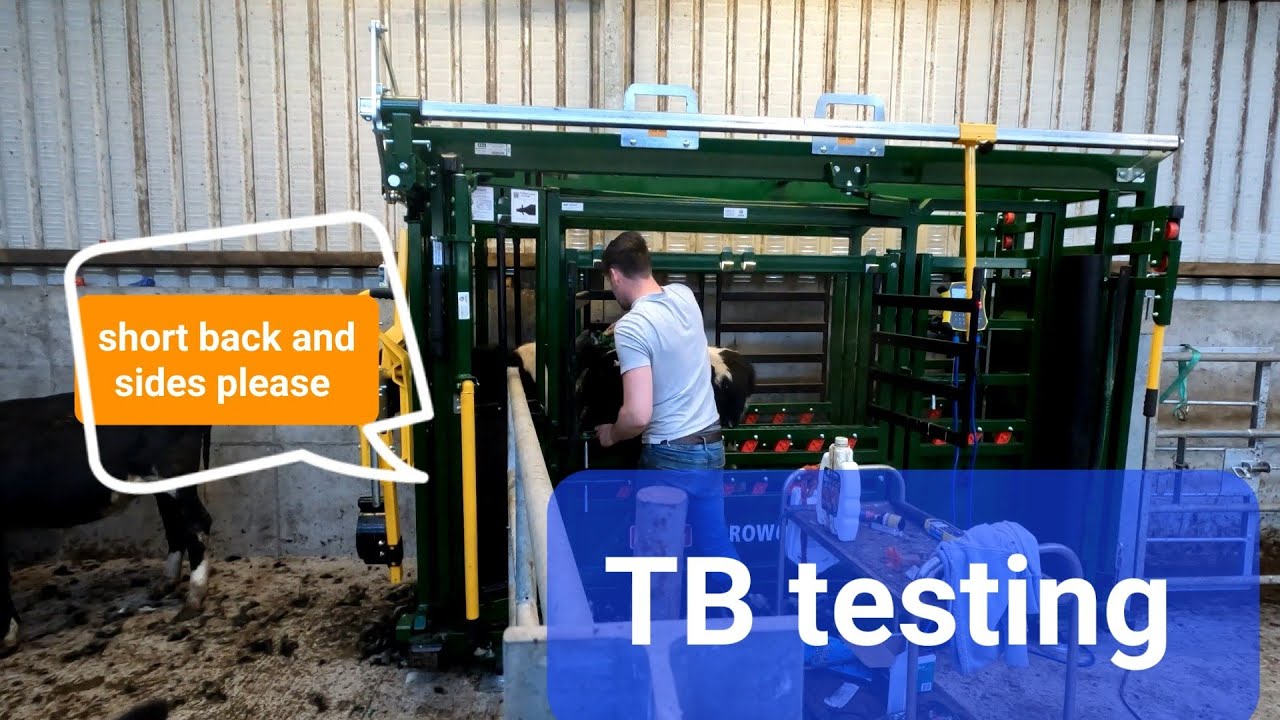 TB TESTING, CLIPPING AND HOUSING THE CATTLE FOR THE WINTER #squeeze #crush #TB @Arrowquip #budbox