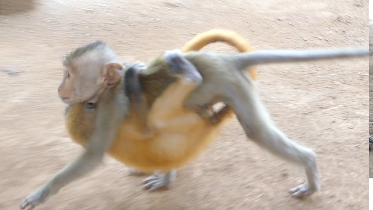 Monkey Miki cute cries trying to hug Niki do not strip