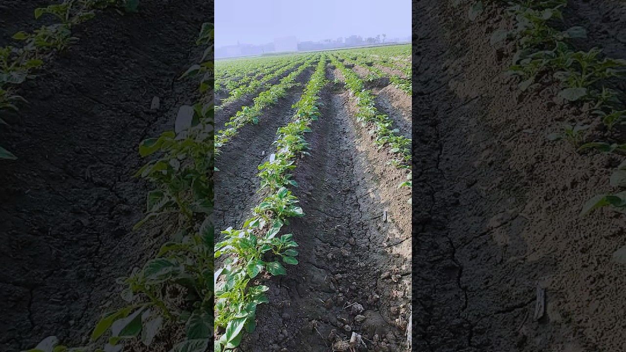 Potato crop 2026 #farming #growpotatoes #agricultura