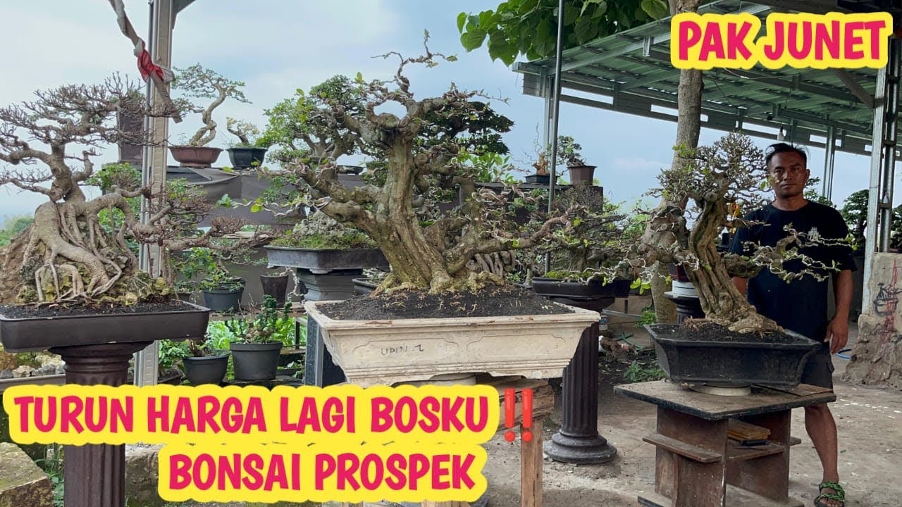 NGERII‼️HARGA DI TURUNKAN HAMPIR 70%, BONSAI CAKEP”📞 0812-5248-0381 @JeckpaeyBonsai91 