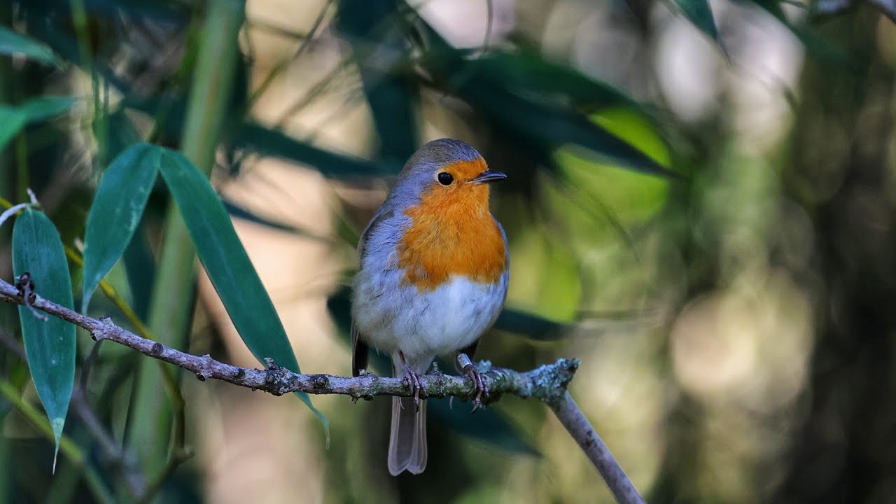 Kızılgerdan /  European Robin / Erithacus rubecula