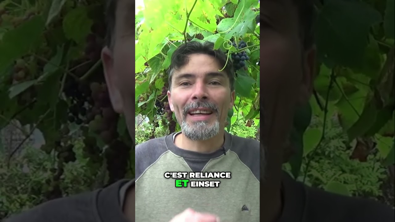 Top des meilleurs raisins pour ton jardin
