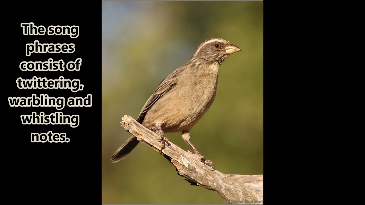 Streaky-headed Seedeater male singing beautifully