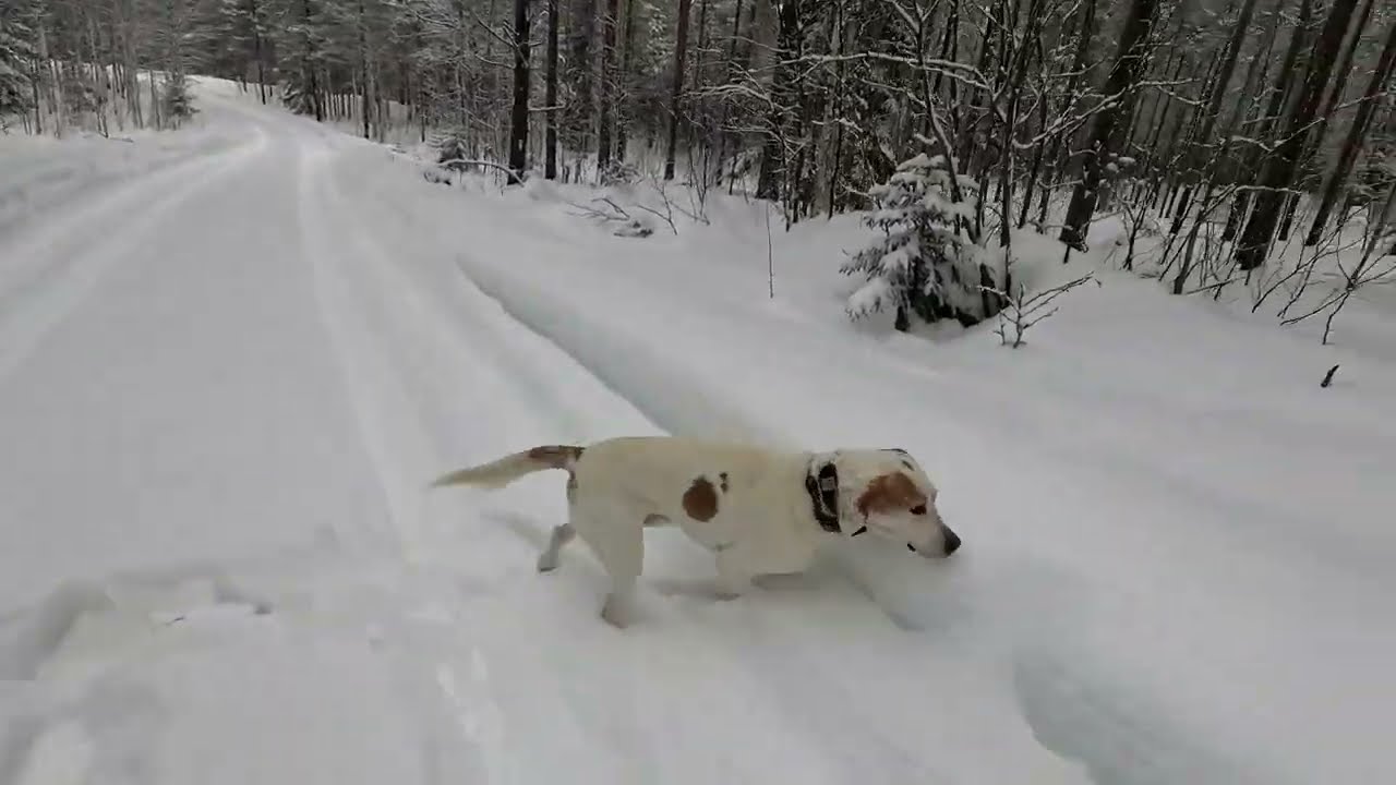 koirat hommaa meidät putkaan