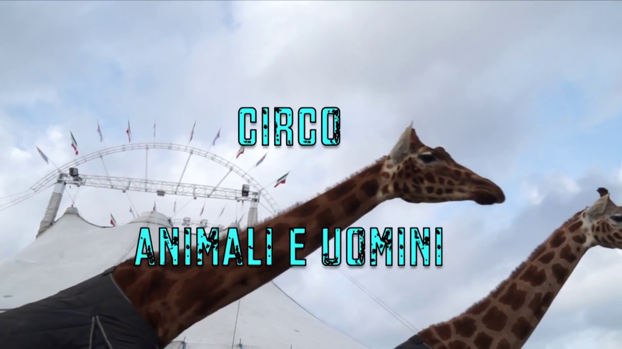 lo zoo 