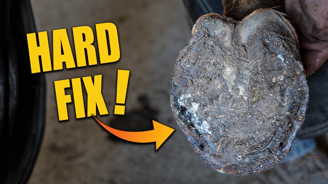 This Hoof Was Tougher Than It Looked