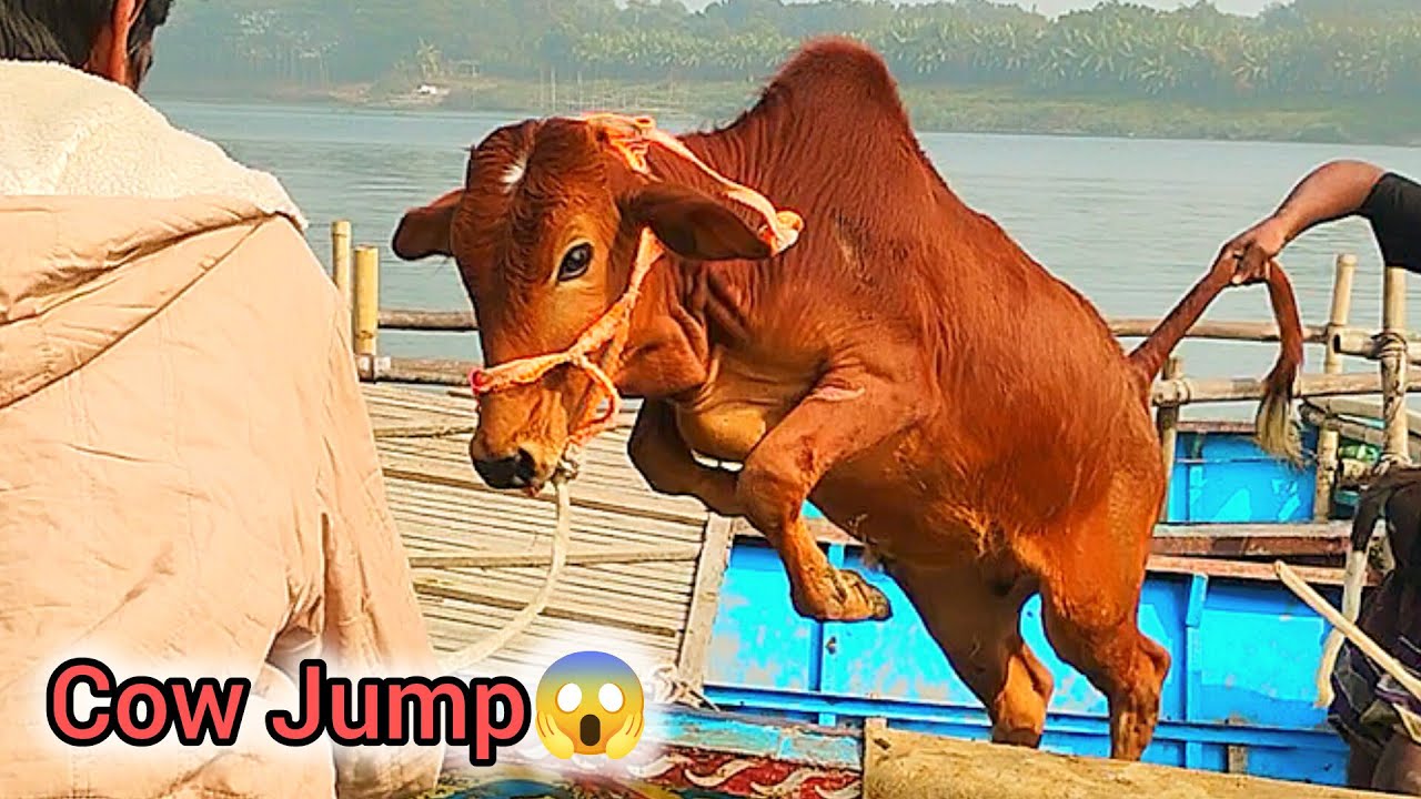 cow unloading | cow jump😱 | gorur videos | cow unloading from boat | big big cow