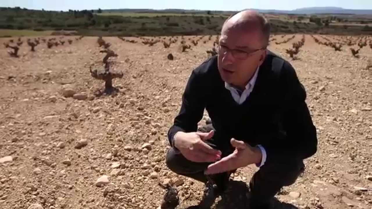 ¿Cómo domar las cepas de garnacha tintorera? - Todovino.com en Atalaya