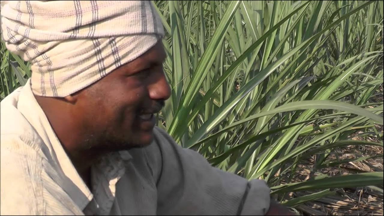 Belagavi_Ravadi Mulching in Sugarcane