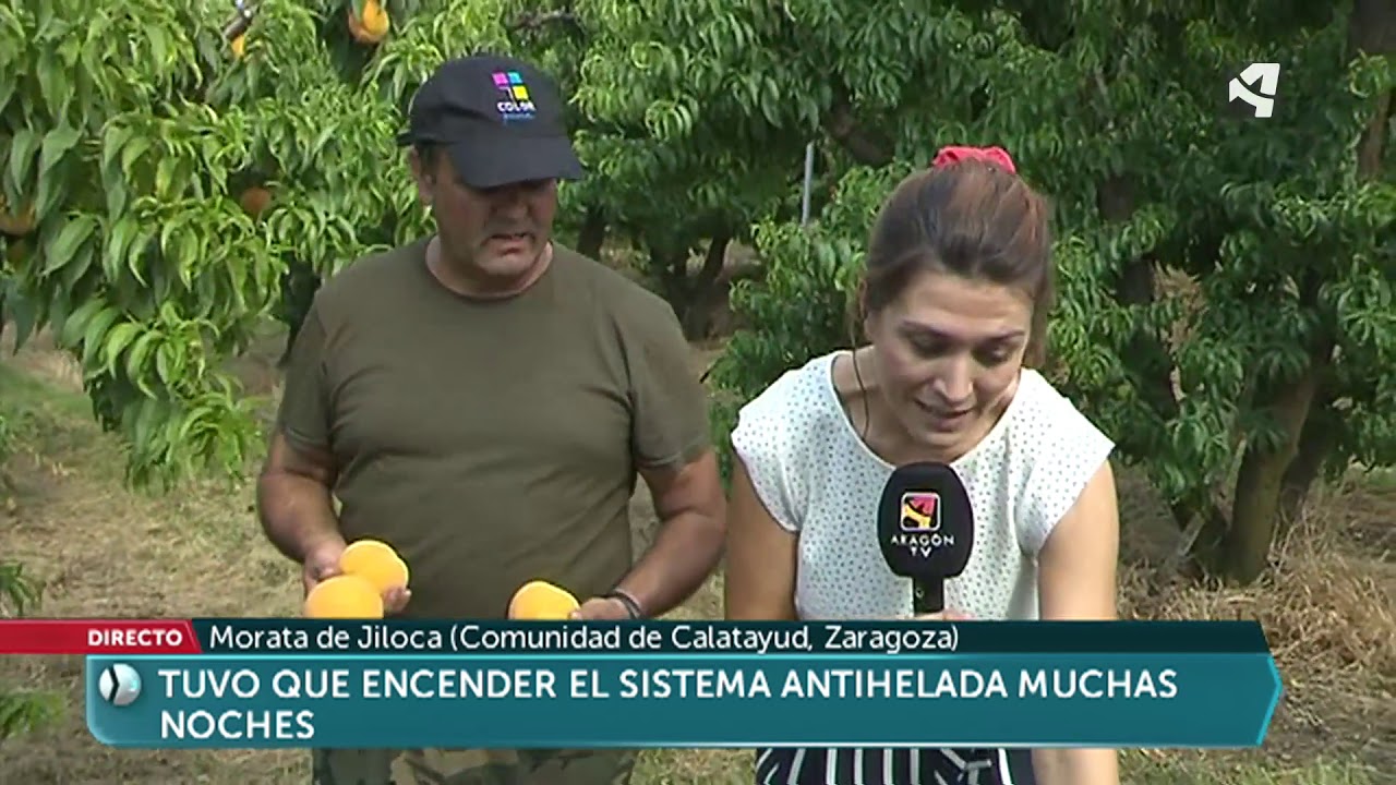 Melocotones que superan heladas