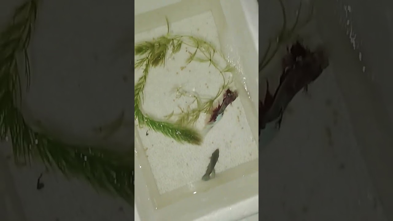 how to breed Betta fish / Betta fish breeding pair available #bettabreeder #bettasplendens #bettas