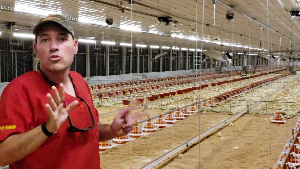 GALPON BIG DUTCHMAN BROILER.  ULTIMA TECNOLOGÍA
