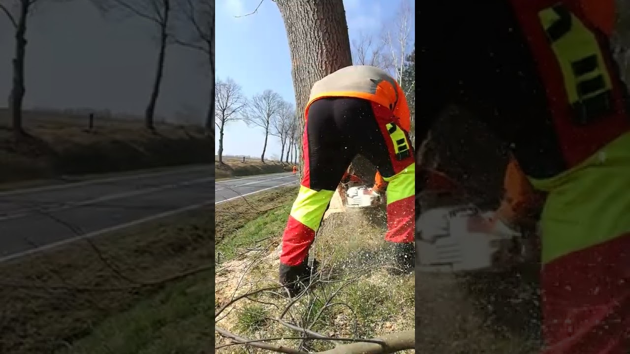 🚧Przydrożny Jesion🌳🎬📹