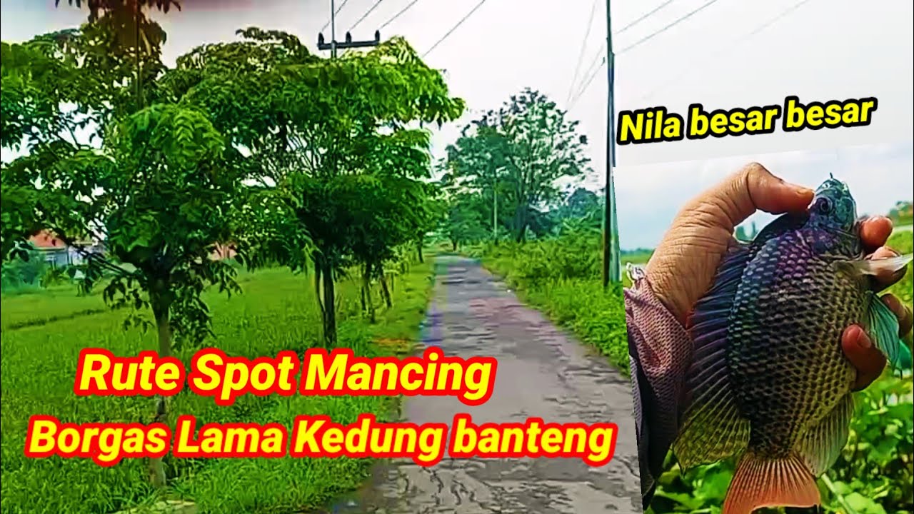 Rute spot mancing 100% GRATIS  borgas lama Kedung banteng Sidoarjo @lekjobolangfishingchanel