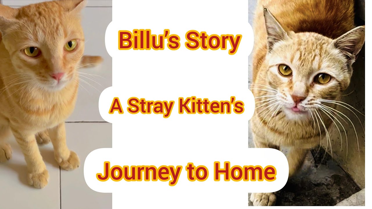 Emotional cat story|stray cat story|dil ko choo lene wali kahani❤