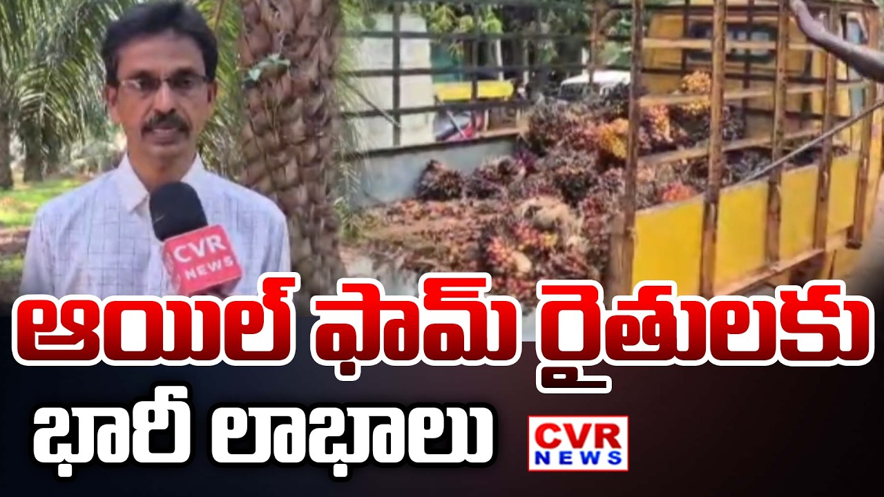 ఆయిల్ ఫామ్ రైతులకు భారీ లాభాలు | Huge Profits For Oil Farm Farmers In Eluru District | CVR News