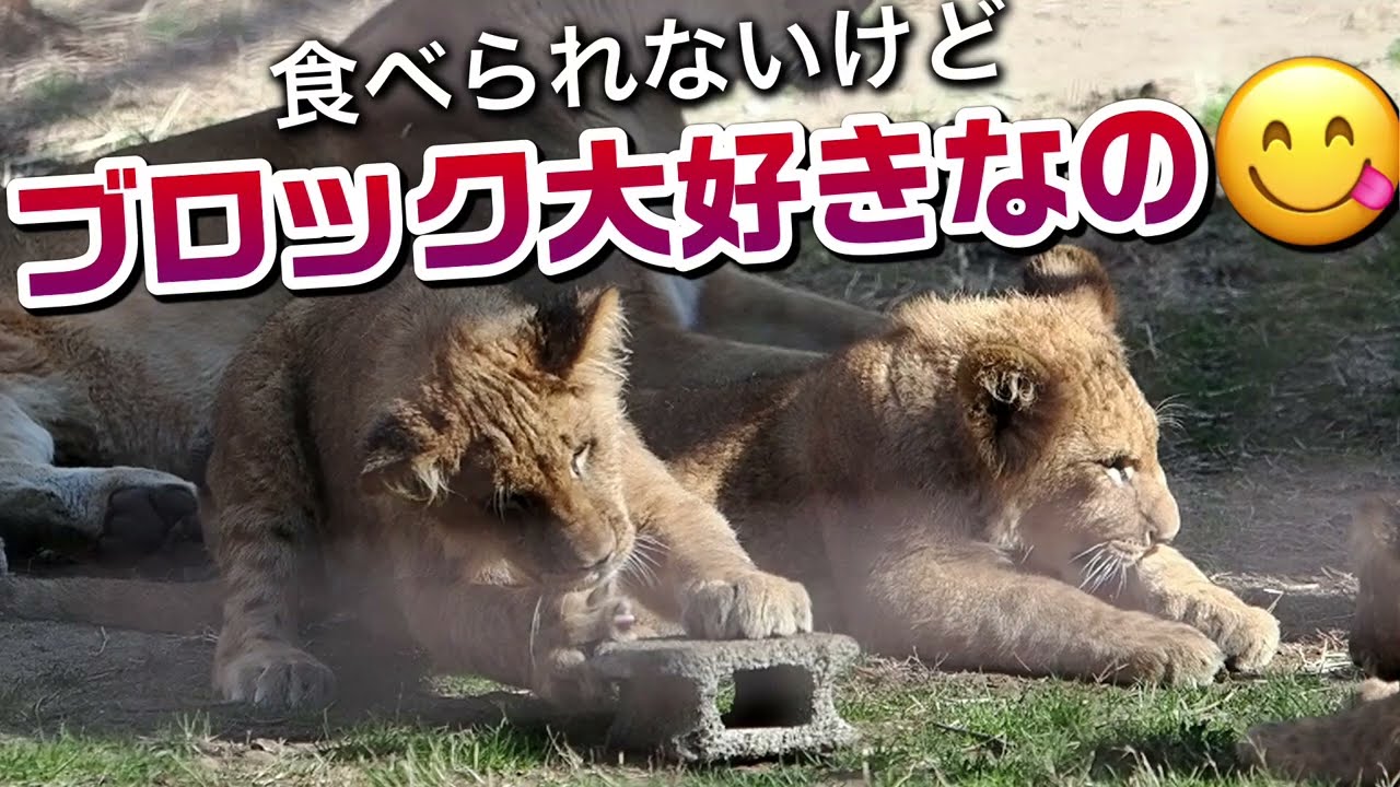 ブロック大好きなの😋【ブロック争奪戦】（番外編） #のんほいパーク #三つ子 #ライオン #アース #旭山動物園 #桐生が岡動物園 #安佐動物園 #lion  #ブロック #オモチャ