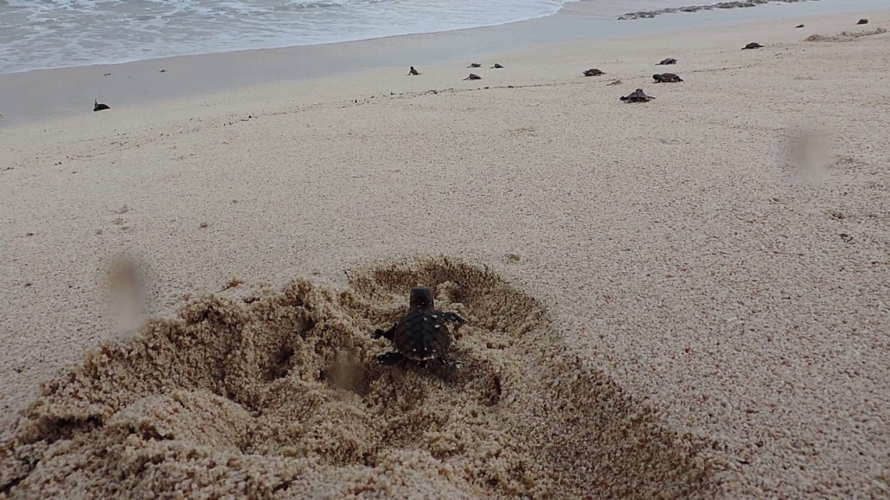 Naissance de bébés Tortues Plage des Salines Guadeloupe : Mardi 1er novembre 2016
