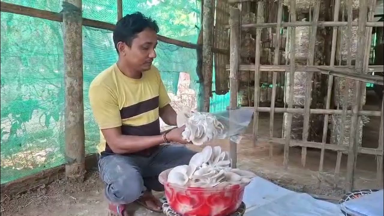মাশরুম চাষ করে সকলের নজর কেড়েছেন ধর্মনগরের এই যুবক #masroom 
