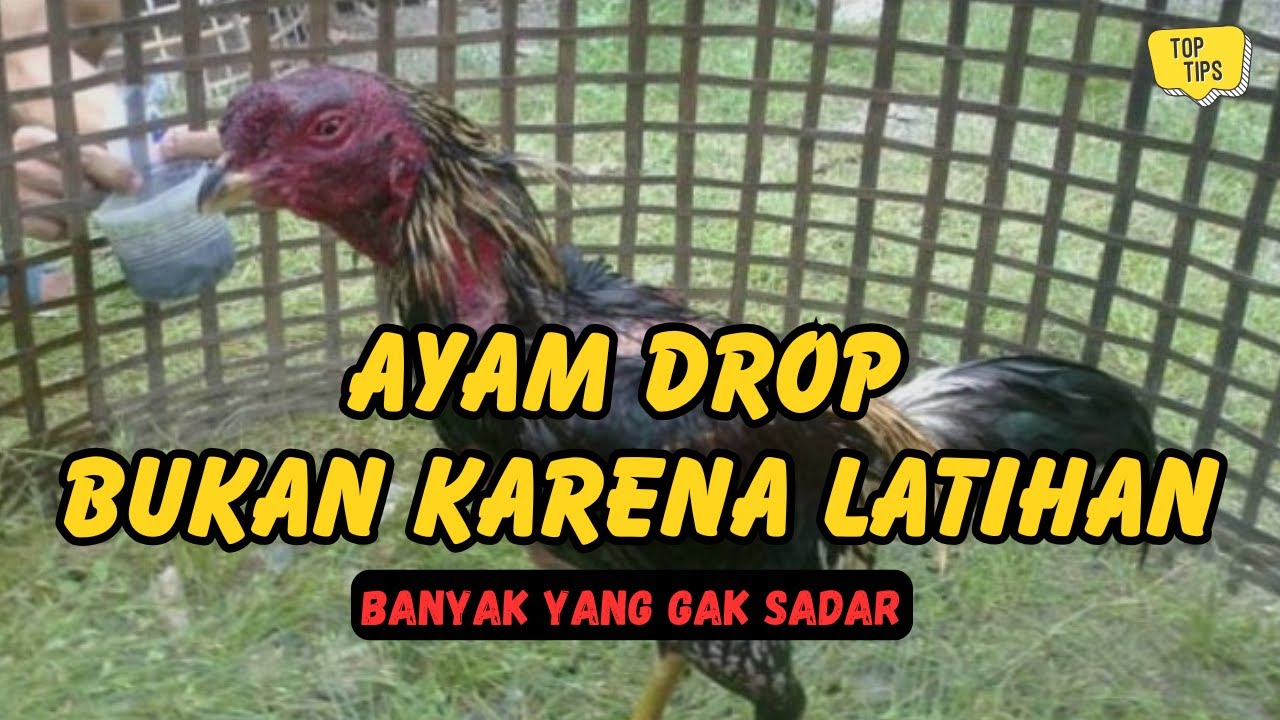 Ayam Bangkok Drop Bukan Karena Latihan, Tapi Karena Rawatan Harian
