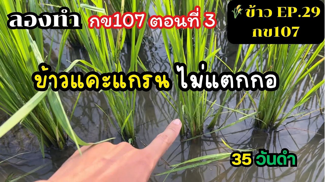 EP.29 || (ลองทำ กข107 ตอนที่3) : ข้าวแคะแกร็น ไม่แตกกอ