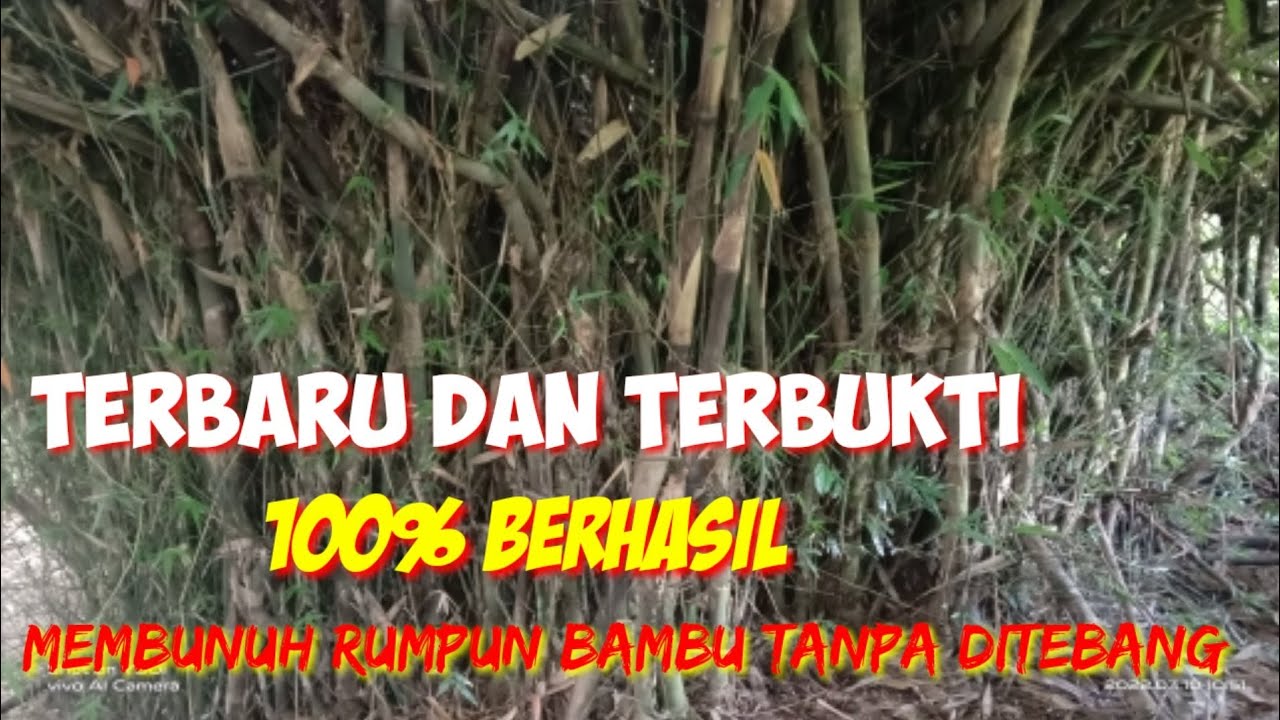 CARA MEMBUNUH BAMBU TANPA   RIBET.