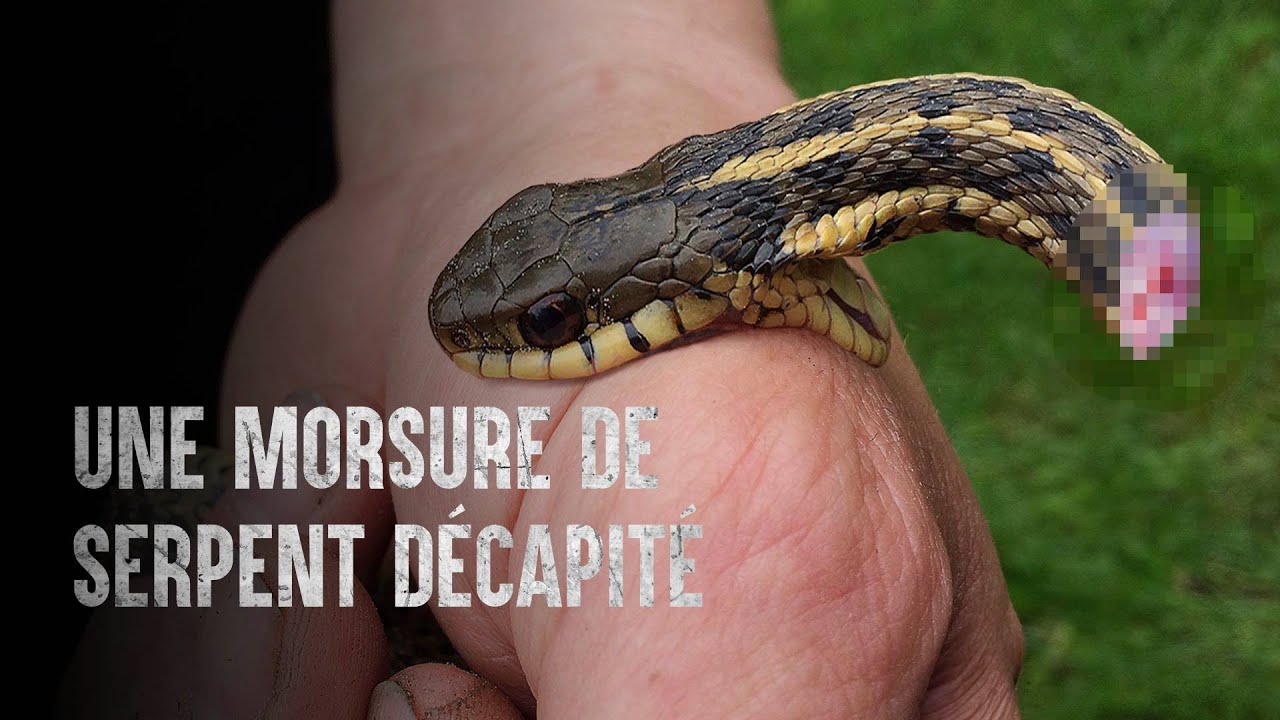 Survivre à une morsure mortelle de serpent décapité