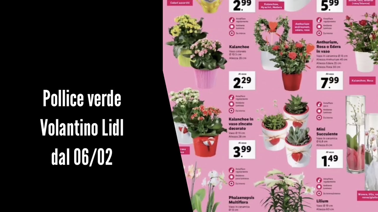 Pollice verde 🌻 Volantino Lidl   offerte piante e accessori giardino dal 6/02