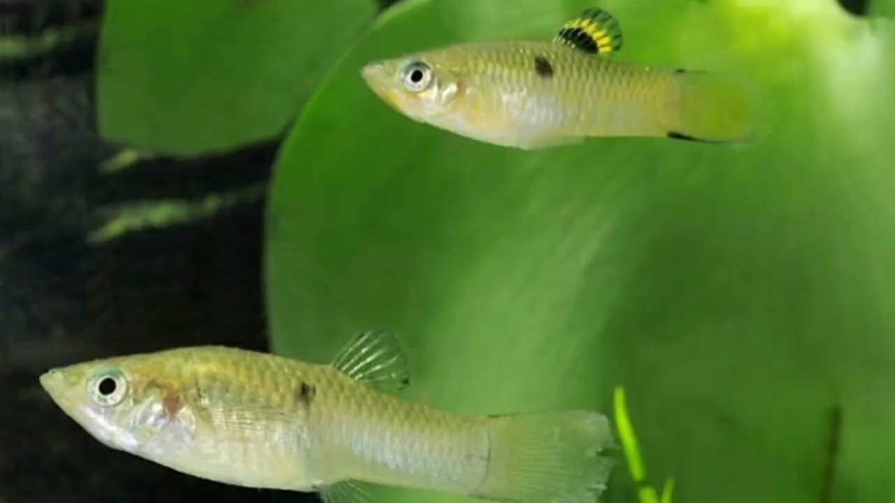 Guaru (poecilia vivipara)