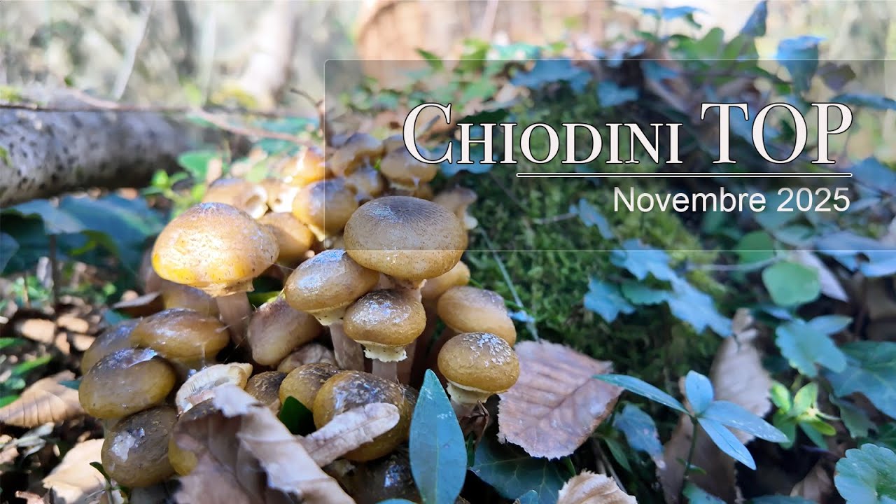 Raccolta Funghi chiodini: giornata tranquilla e cestino pieno! Novembre 2025