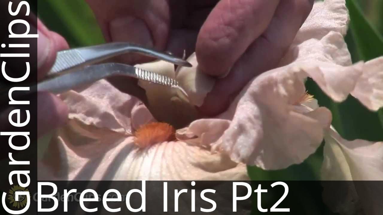 Iris Genetics and Hybridizing with Dr. Kenneth Kidd -- Part 2 -- Breeding Iris, How It's Done