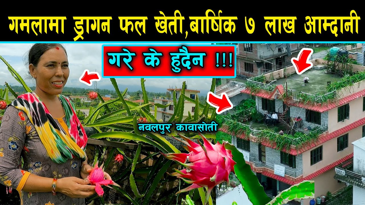 सिता जिसीको मिहिनेत,छतमा गमलामा रोपेको ड्रागनफल बाट सातलाख कमाई  | Nepal NewsLine