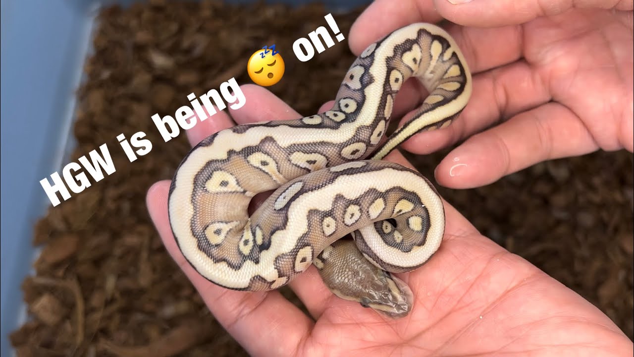 Раскрытие скрытого гена Woma Clutch!