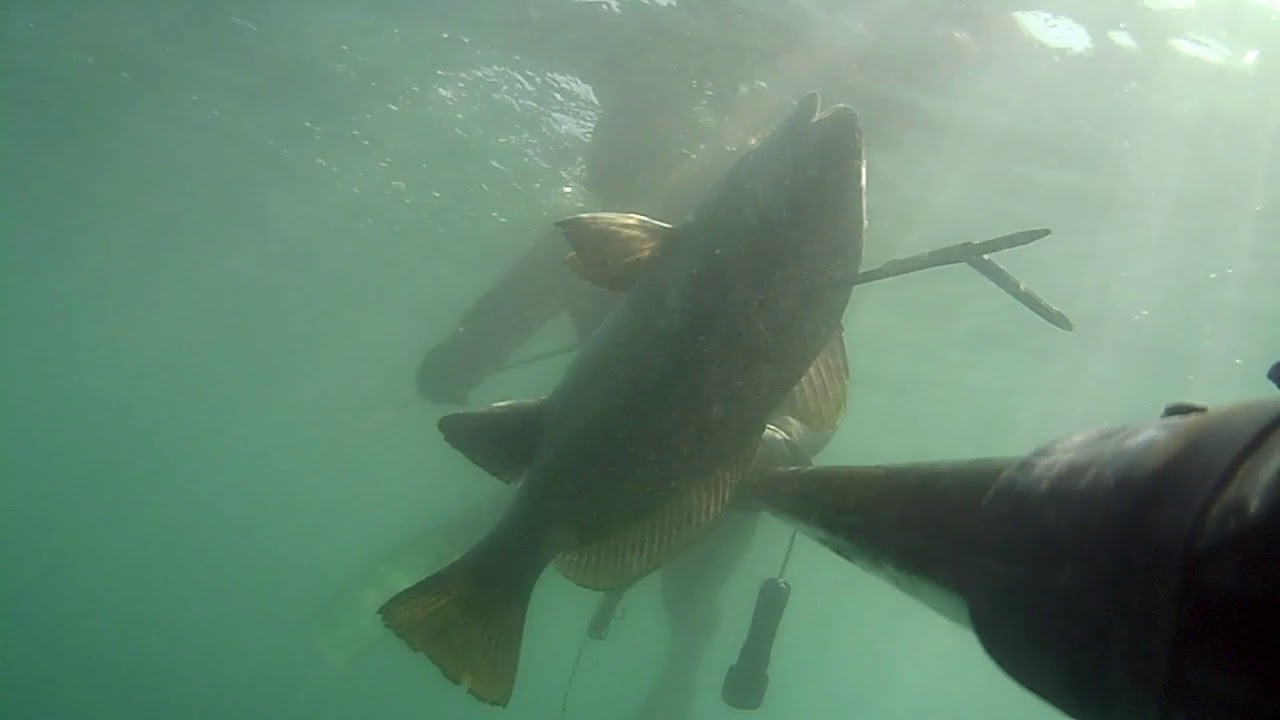 PESCASUB   Cefalosauro da 3kg e altro