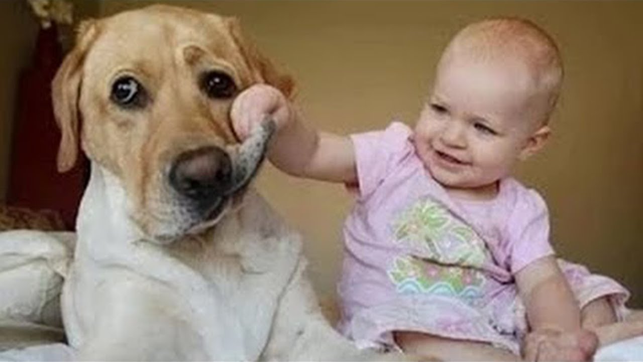 Videos De Risa de Animales - Perros Graciosos - Lindo beb&eacute; jugando con perros chistosos