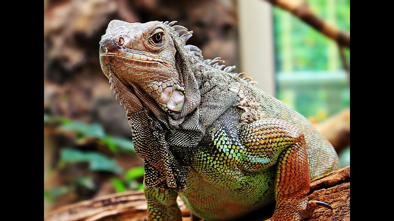 Reptiles - Iguana Sounds - Nature Sounds - Animal Sounds Real