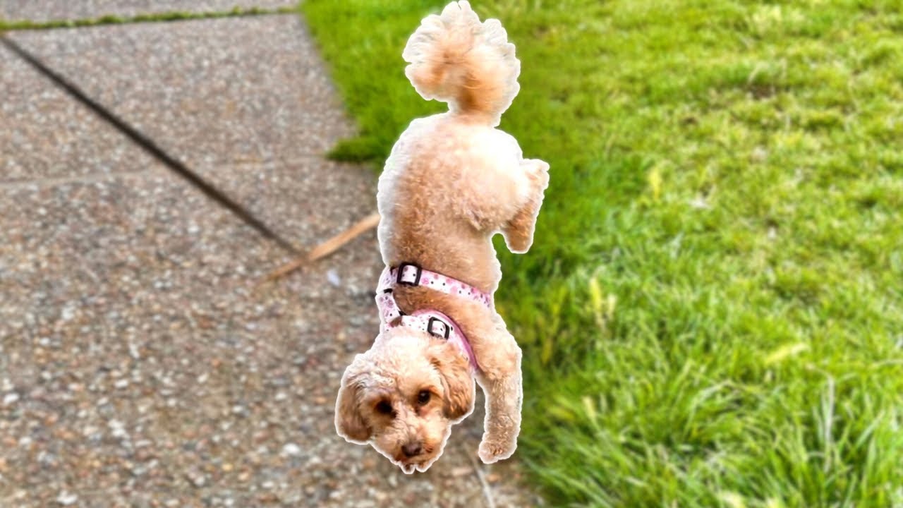 My Dogs FUNNIEST Moments Compilation | Part 1