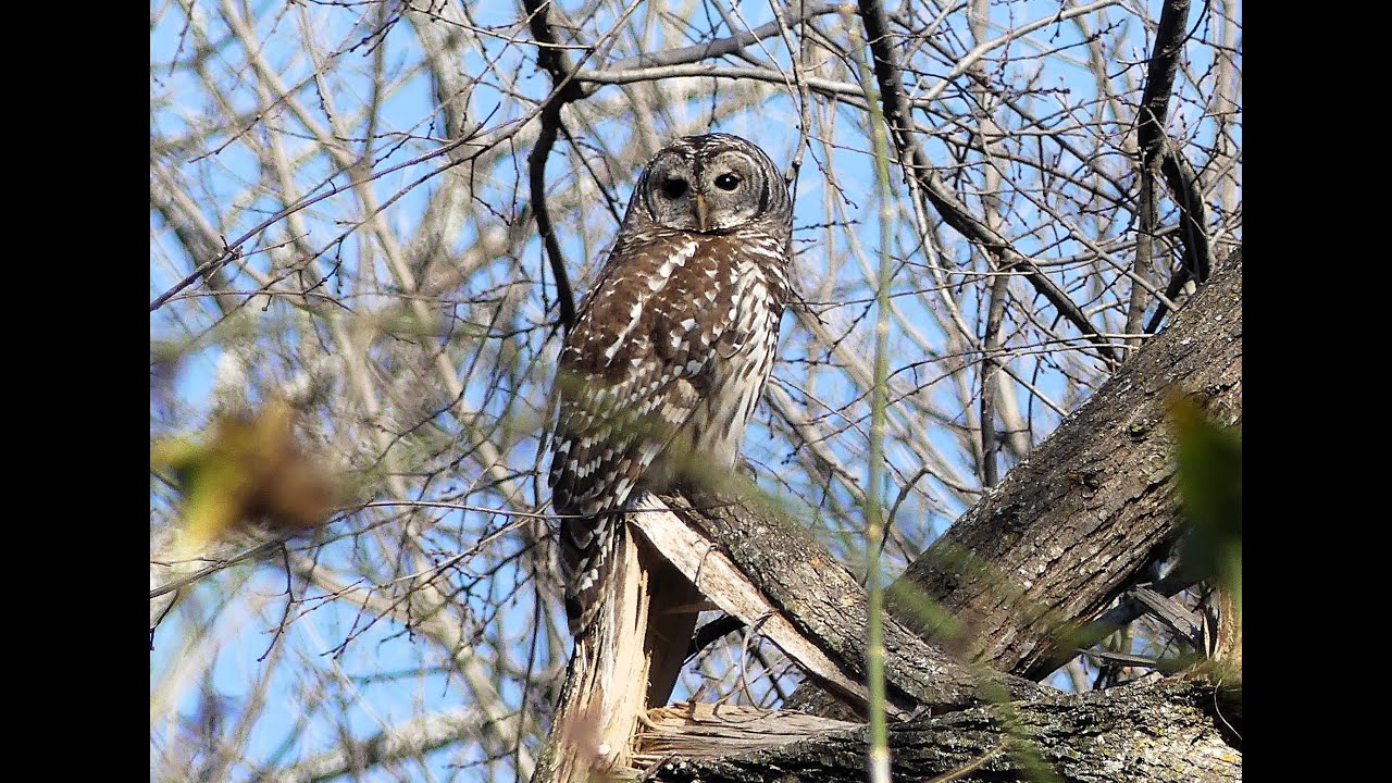 Today's Short: Observation of a Barred Owl, Bigfoot, Cormorants acting badly