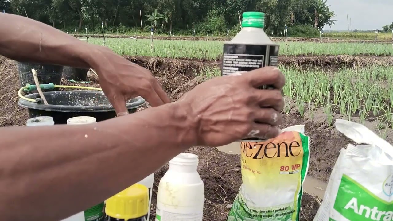 Penyepreian tanaman bawang merah tajuk di usia 12 hari