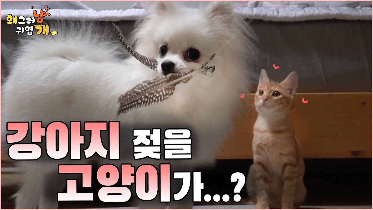 강아지 젖을 빠는 고양이인줄 알았죠 저도... 그런 줄 알았는데...