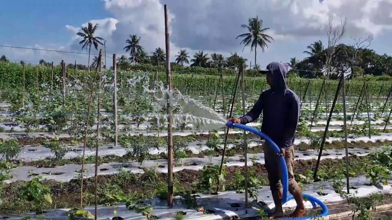 This Manual Hose Technique Makes Watering Seedlings Easy! - Agriculture Farming