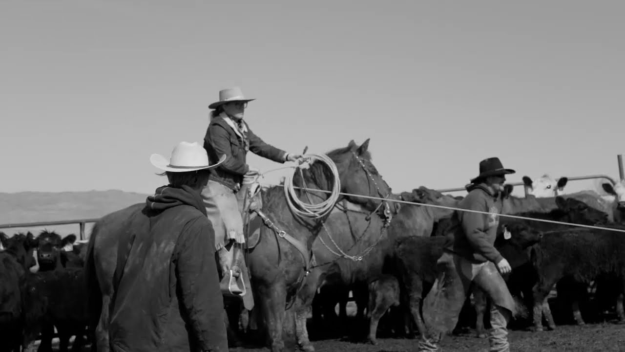 Cattle Branding Day | Boise, ID | Stack Rock Cattle Co.