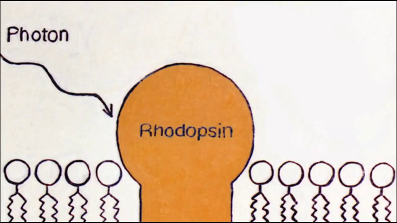 Photoreceptors; (Rod) Function and Structure; (Cone) Function and Structure